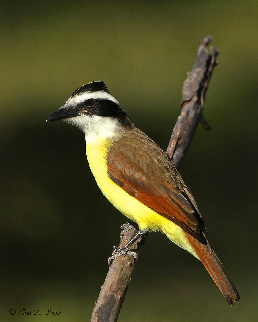 An adult Great Kiskadee rests on a perch over Paradise Pond in Port Aransas, Texas.