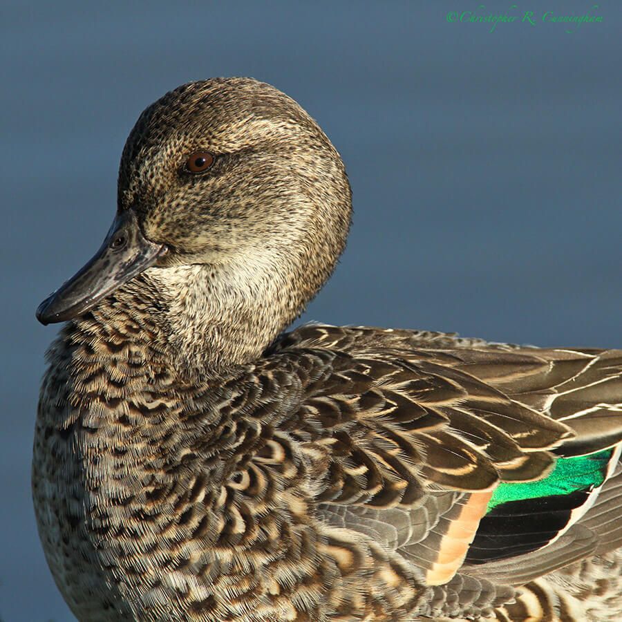 Green-winged Teal Hen, Leonabelle Turnbull Birding Center, Port Aransas, Mustang Island, Texas