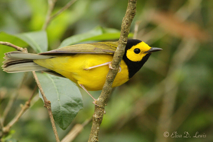 Hooded Warbler rests on a perch during spring migration at Lafitte's Cove Nature Preserve, Galveston Island, Texas.