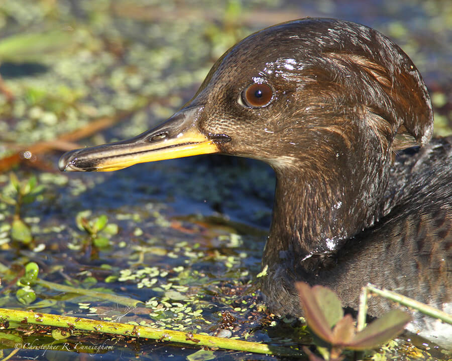 Hooded Merganser Hen, Paradise Pond, Port Aransas, Mustang Island, Texas.