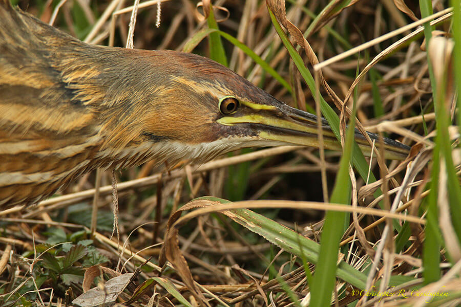 Bittern Hunting at Water's Edge, Pilant Lake, Brazos Bend State Park, Texas