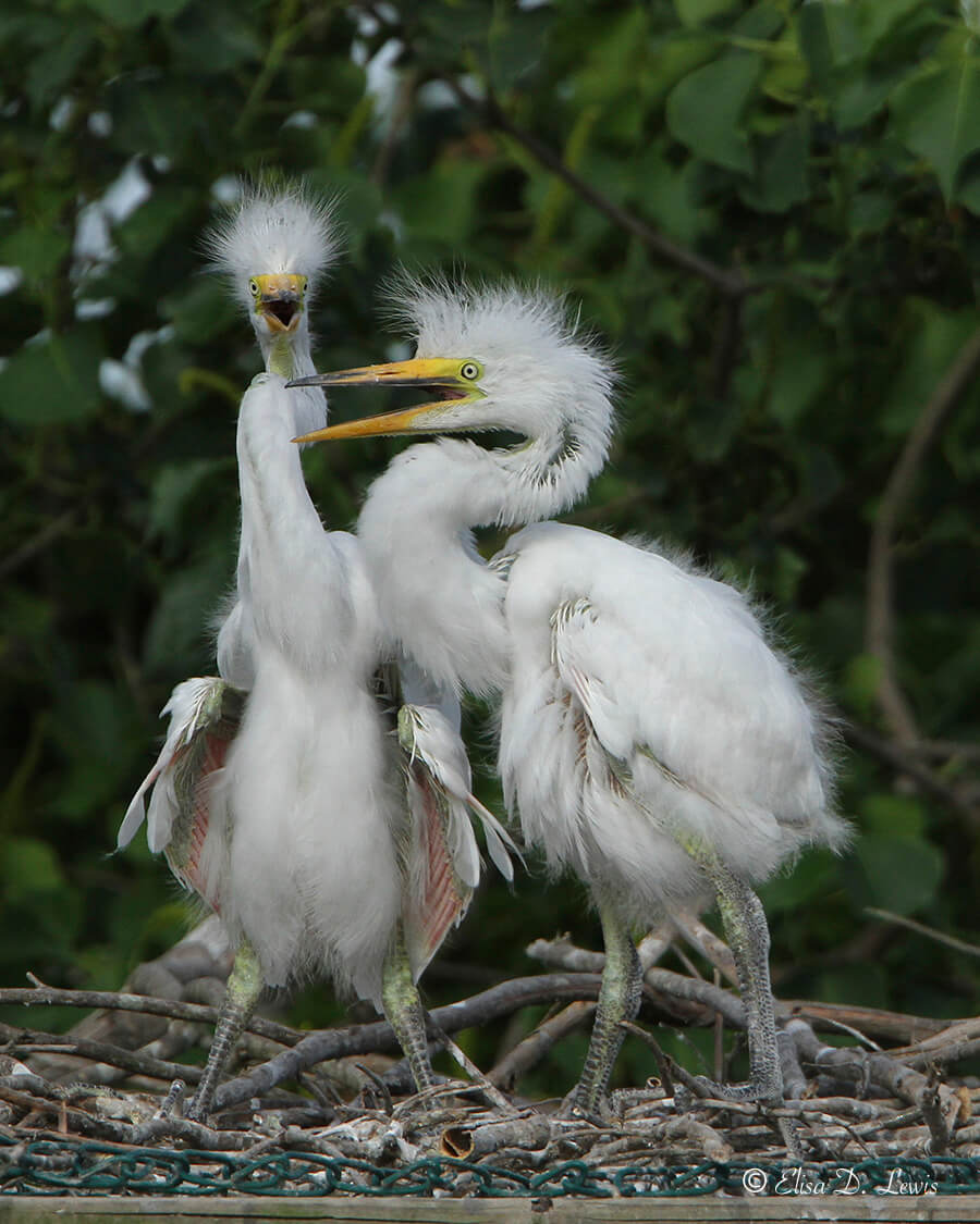 Two juvenile Great Egret nestlings taking a short break from fighting.