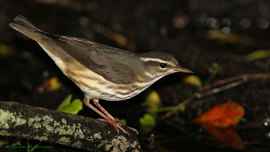 Louisiana Waterthrush, Lafitte's Cove, Galveston Island, Texas