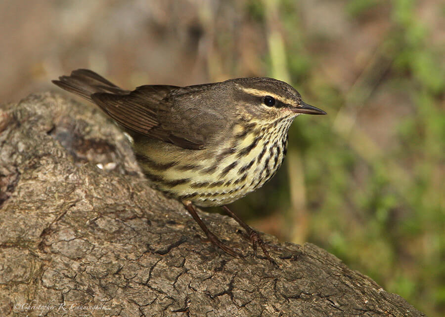 Northern Waterthrush, Lafitte's Cove, Galveston Island, Texas