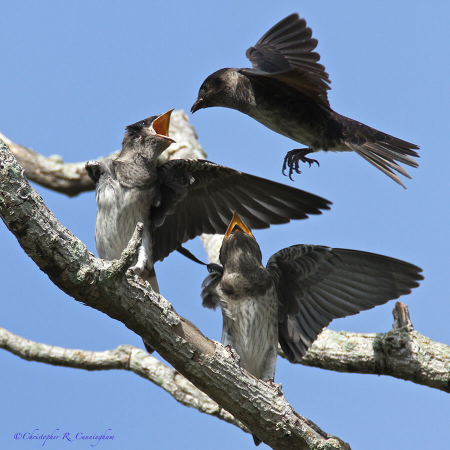 Purple Martin Family, Estero Llano Grande State Park, Rio Grande Valley, Texas.