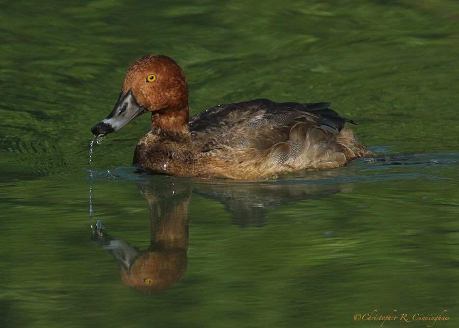 Redhead at the Freshwater Channel, Hans and Pat Suter City Nature Park, Corpus Christi, Texas