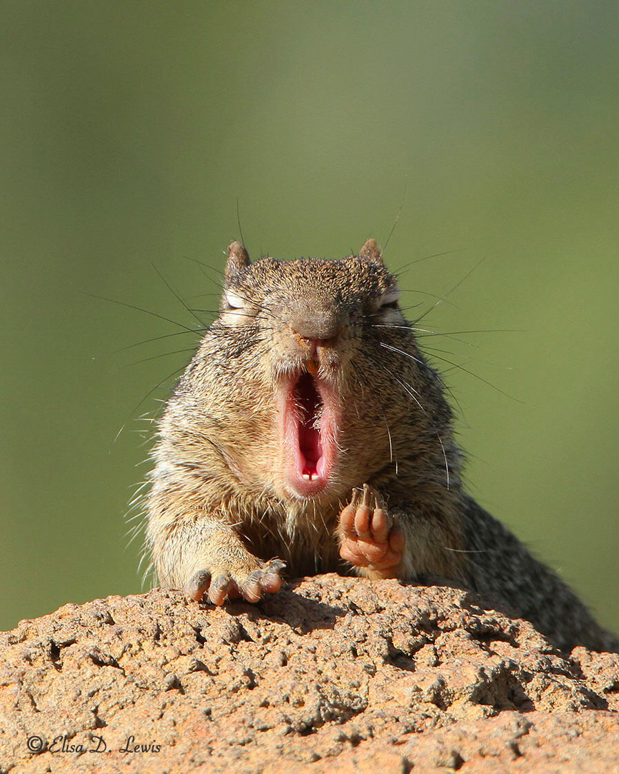Rock squirrel yawning atop a boulder at the Arizona-Sonora Desert Museum, Arizona.