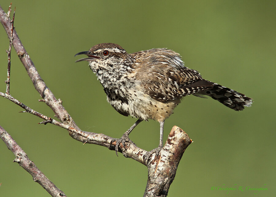 Singing Cactus Wren, Cave Creek Canyon, Arizona