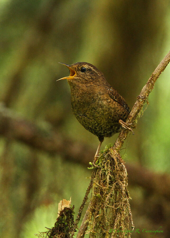 Winter Wren, Olympic National Park, Washington