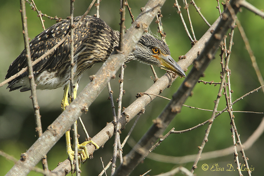 A nestling Yellow-crowned Night-heron peeks out among the branches near its nest at Brazos Bend Sate Park, Texas.
