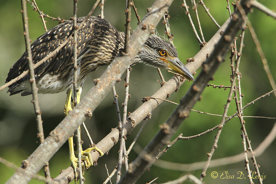 A nestling Yellow-crowned Night-heron peeks out among the branches near its nest at Brazos Bend Sate Park, Texas.
