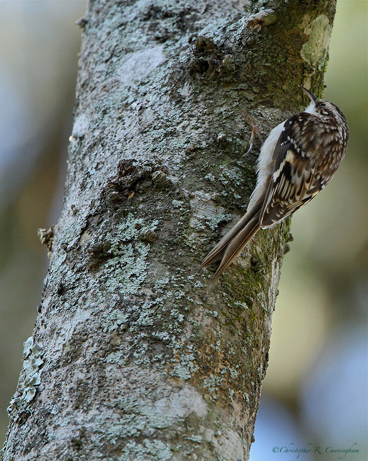 Brown Creeper, Brazos Bend State Park, Texas