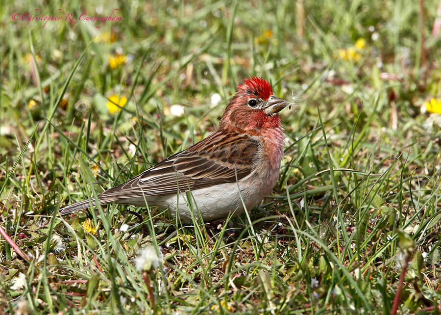 Cassin's Finch, Yellowstone National Park, Wyoming