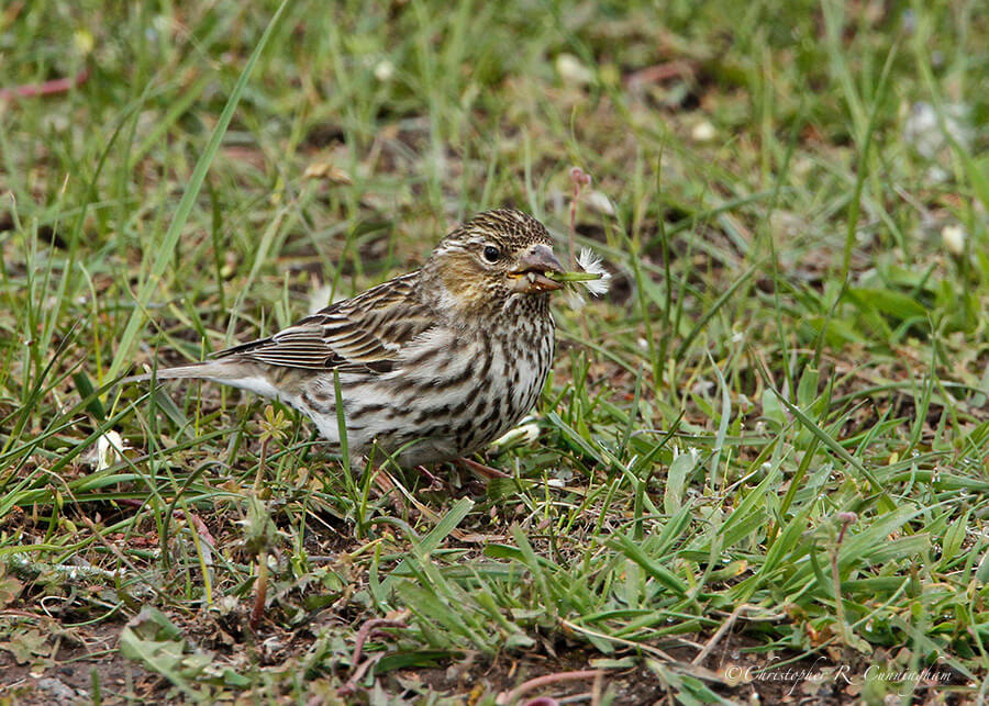 Female Cassin's Finch with Dandelion, Yellowstone National Park, Wyoming