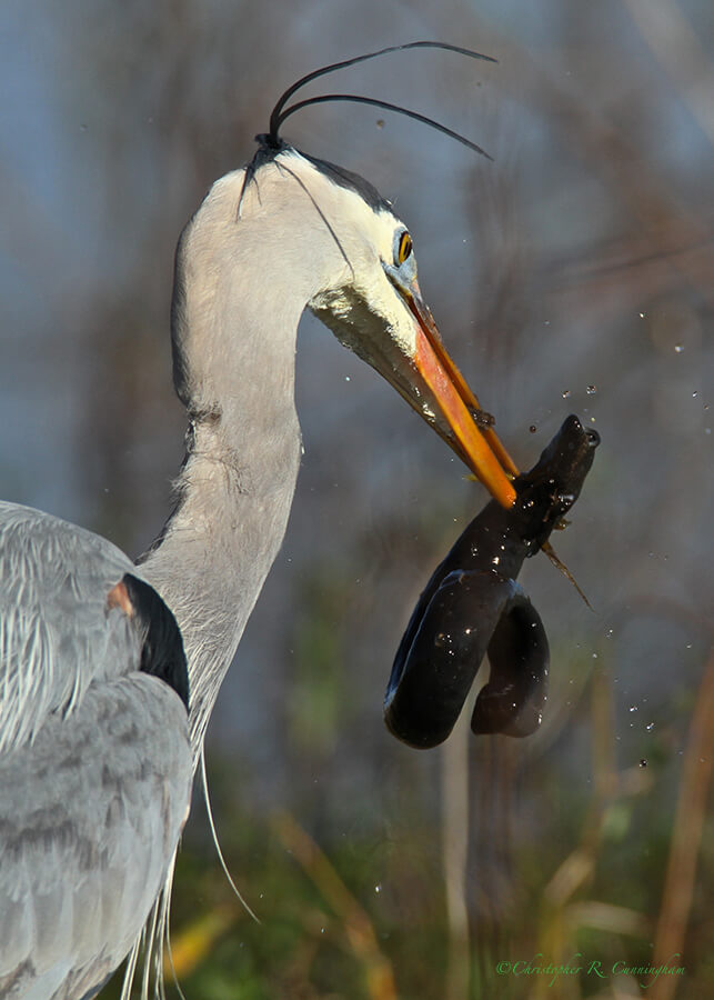 Great Blue Heron with Siren intermedia, Pilant Lake, Brazos Bend State Park, Texas