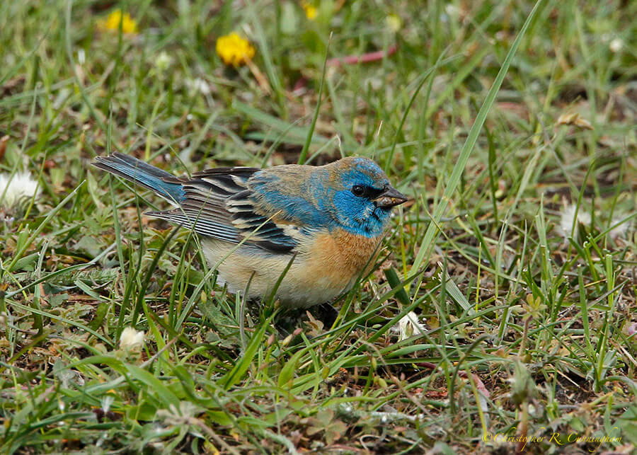 Young Male Lazuli Bunting, Yellowstone National Park, Wyoming