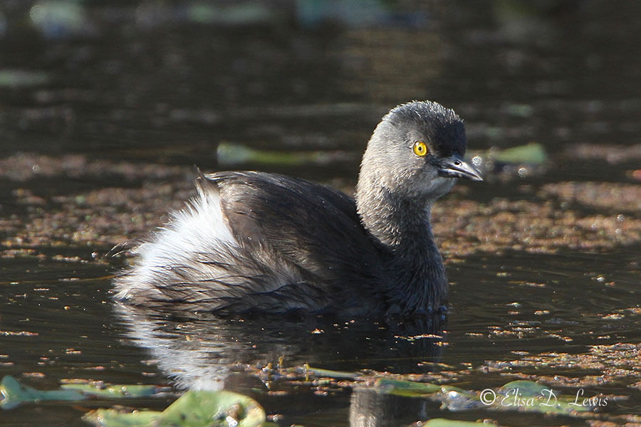 Sunning Least Grebe at Brazos Bend State Park, Texas.