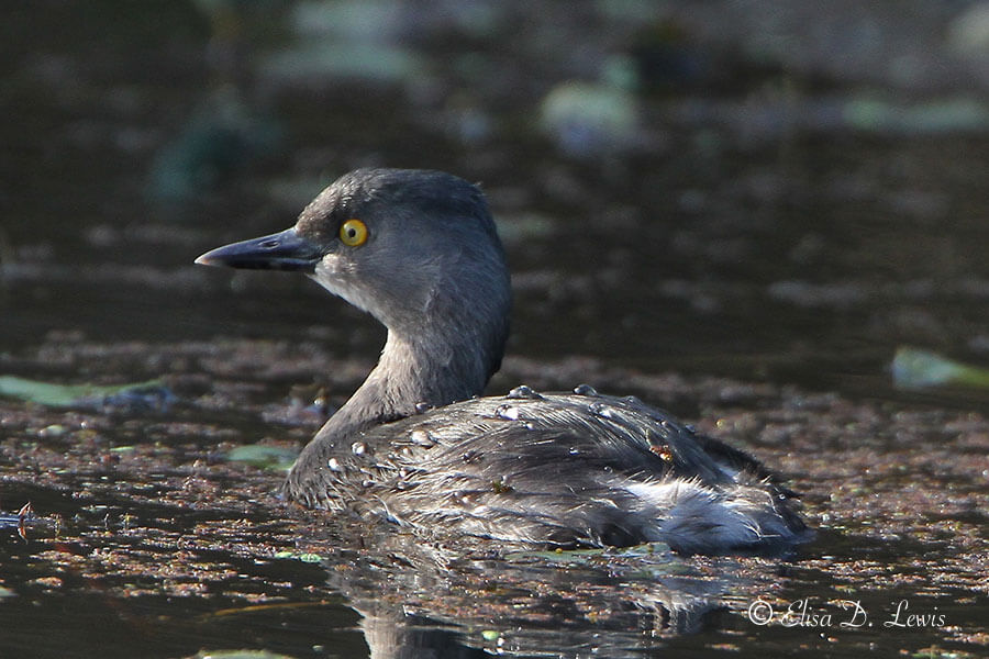 Water beads up and rolls off the back of a Least Grebe.