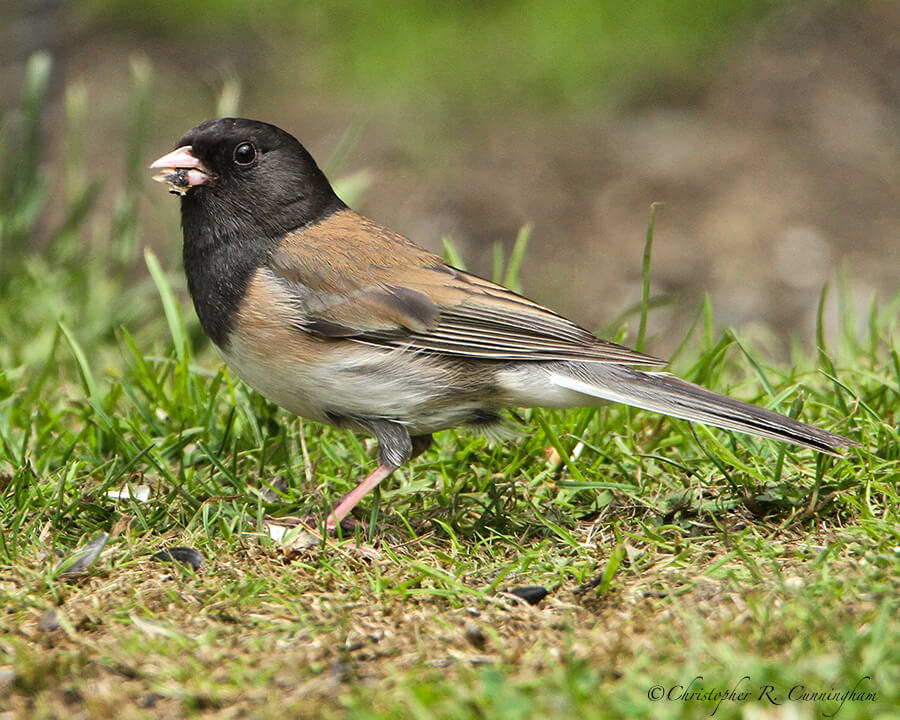 Male Dark-eyed Junco (Oregon Race), Olympic Peninsula, Washington