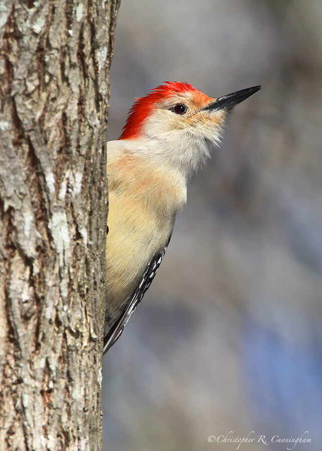 Red-bellied Woodpecker, Edith L. Moore Nature Sanctuary, Houston, Texas