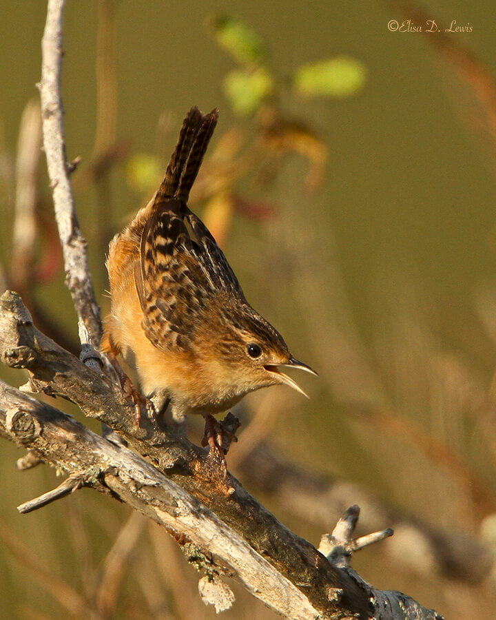 Singing Marsh Wren at the Freeport Wetlands, Texas