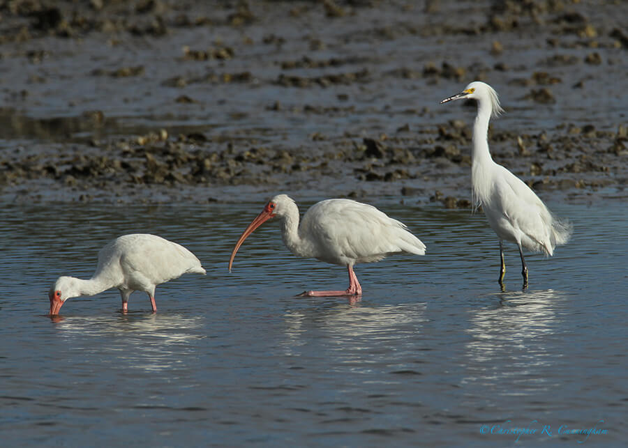 Snowy Egret shadowing two White Ibis, Frenchtown Road, Bolivar Peninsula, Texas