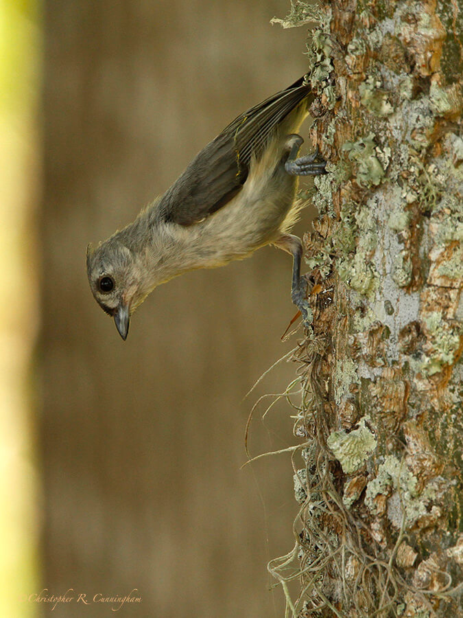 Tufted Titmouse on Tree Trunk, Brazos Bend State Park, Texas