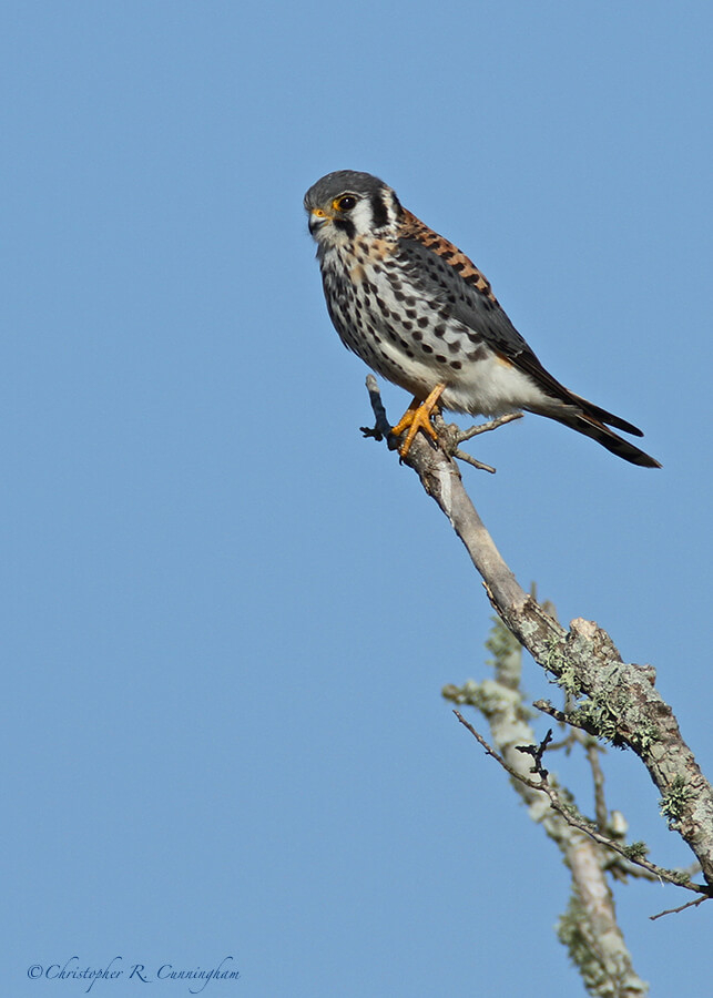 American Kestrel, Anahuac National Wildlife Refuge (Skillern Tract), Texas