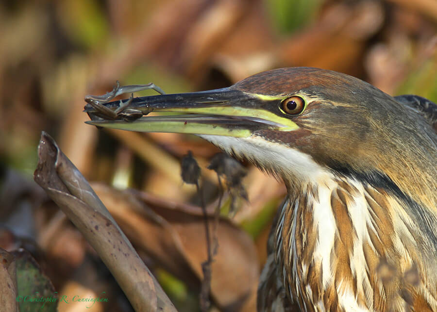 American Bittern with Green Tree Frog, Pilant Lake, Brazos Bend State Park, Texas