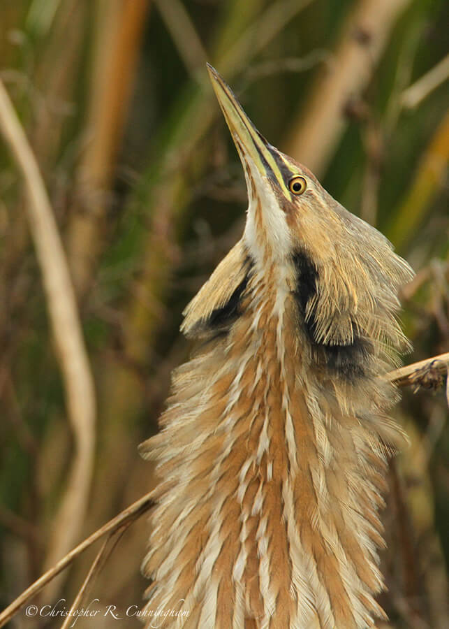 American Bittern Threat Display, Pilant Lake, Brazos Bend State Park, Texas