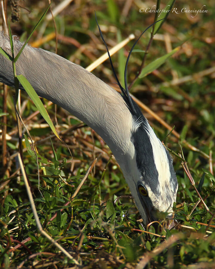 Great Blue Heron with Beak in Siren Burrow, Pilant Lake, Brazos Bend State Park, Texas