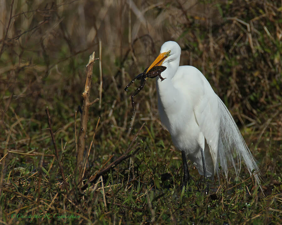 Great Egret with Frog, Pilant Lake, Brazos Bend State Park, Texas