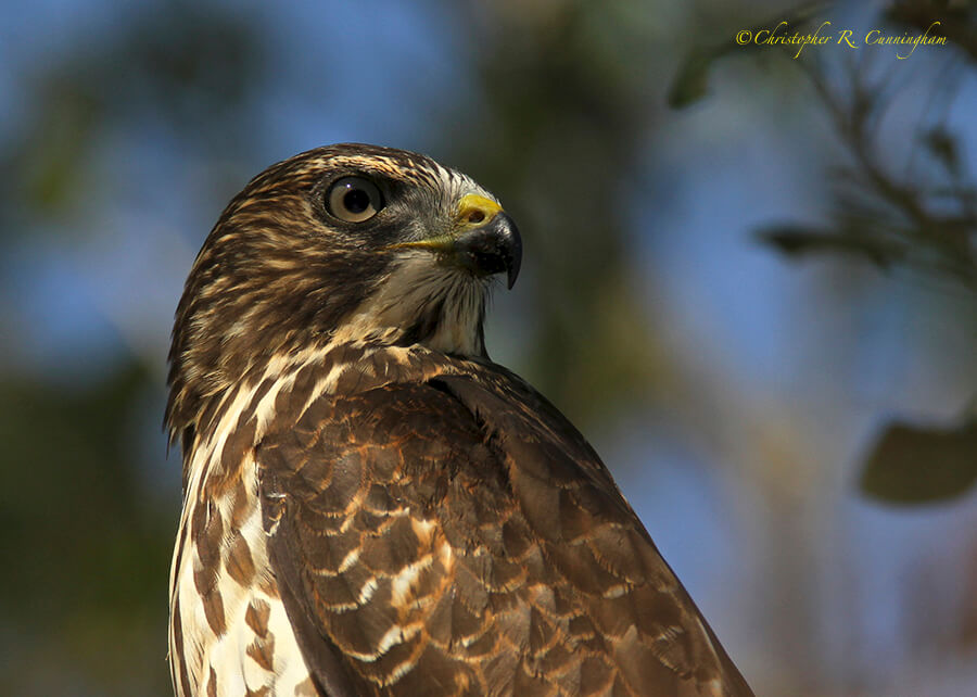 Juvenile Cooper's Hawk, Lafitte's Cove, Galveston Island, Texas.