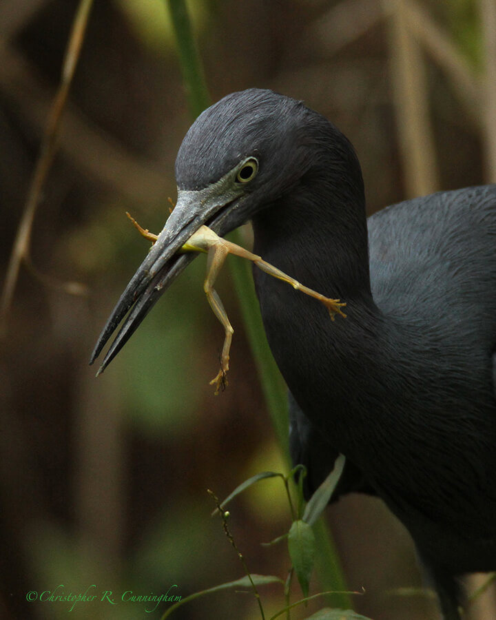 Little Blue Heron with Green Tree Frog, Pilant Lake, Brazos Bend State Park, Texas.