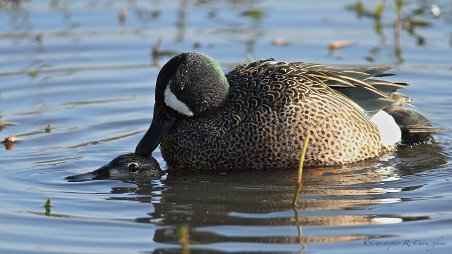 Mating Blue-winged Teal, Pilant Lake, Brazos Bend State Park