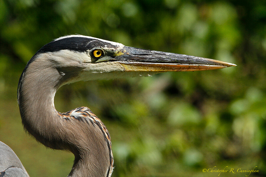 Great Blue Heron in Non-breeding color, Pilant Lake, Brazos Bend State Park, Texas