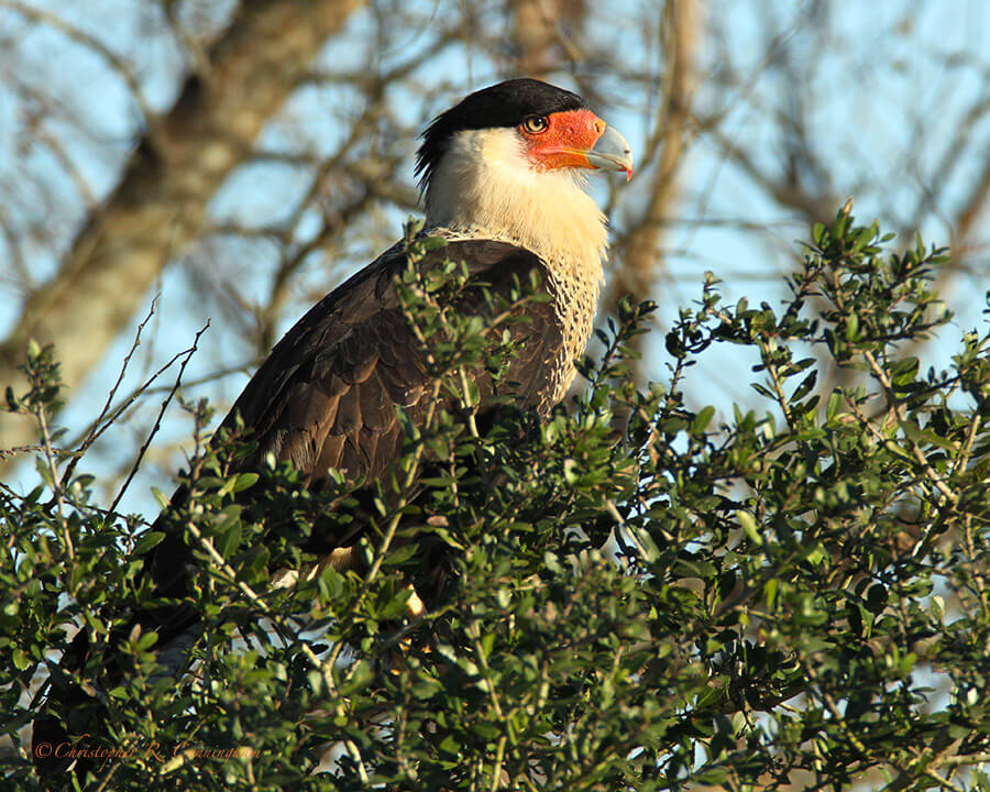 Northern Crested Caracara at Anahuac National Wildlife Refuge, Texas.