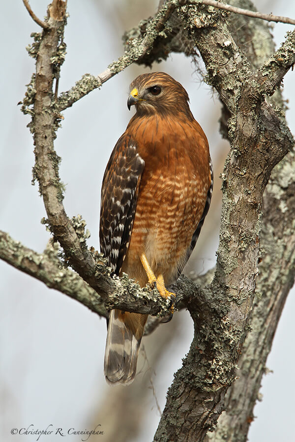 Red-shouldered Hawk, Brazos Bend State Park, Texas