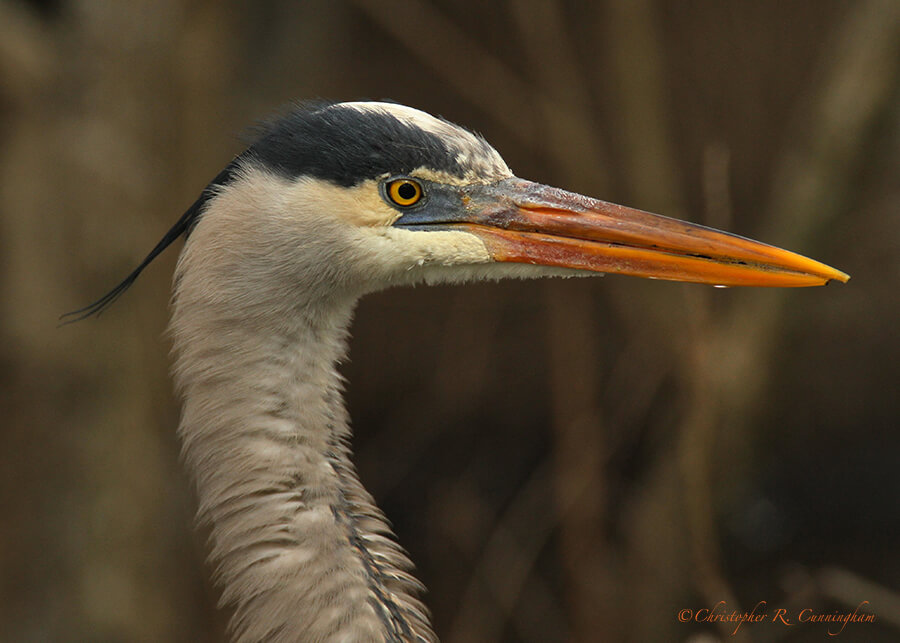 Great Blue Heron in Breeding Colors (in February!), Pilant Lake, Brazos Bend State Park, Texas