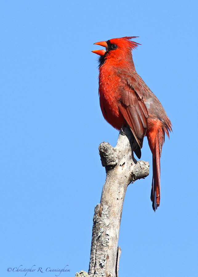 Singing Male Cardinal, Pilant Lake, Brazos Bend State Park, Texas.