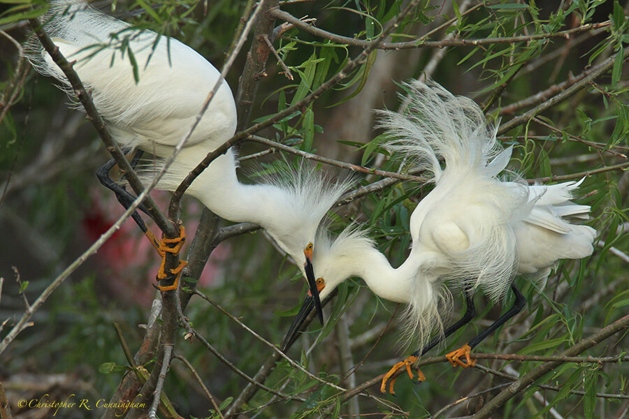 Snowy Egrets in High Breeding Plumage, Smith Oaks Rookery, High Island, Texas