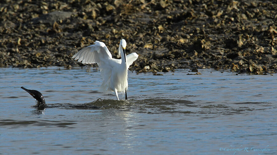 Snowy Egret Wake Fishing, Frenchtown Road, Bolivar Peninsula, Texas
