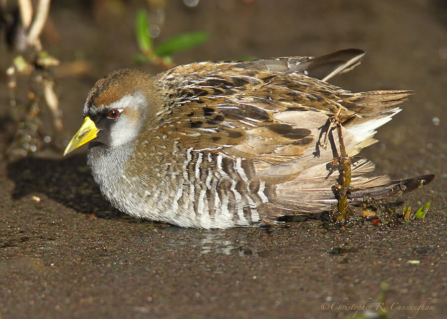 Sunning Sora, Pilant Lake, Brazos Bend State Park, Texas.