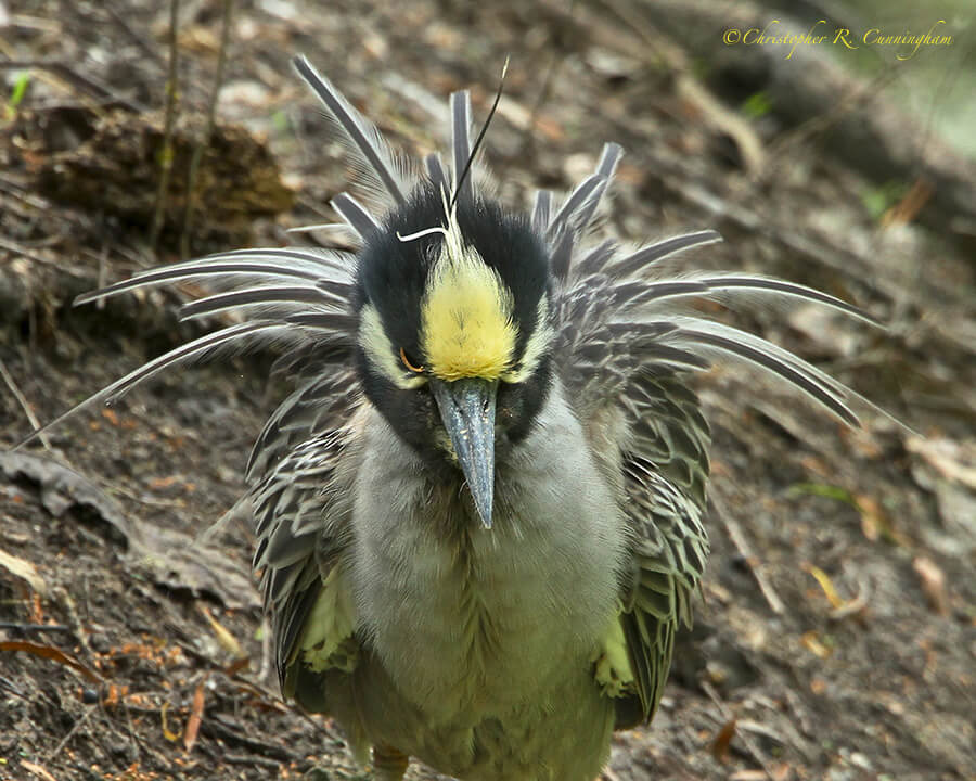 Yellow-crowned Night-Heron, Brazos Bend State Park, Texas