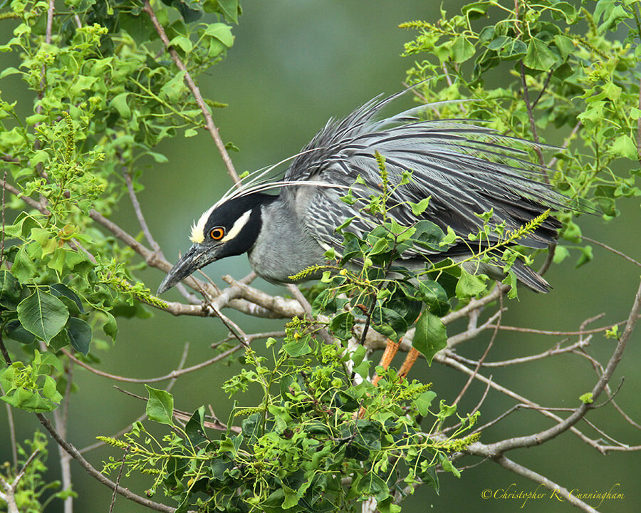 Yellow-crowned Night-Heron in Display Mode, Brazos Bend State Park, Texas
