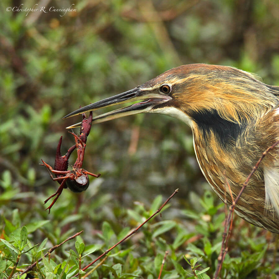 American Bittern with Red Swamp Crawfish, 40-acre Lake, Brazos Bend State Park, Texas