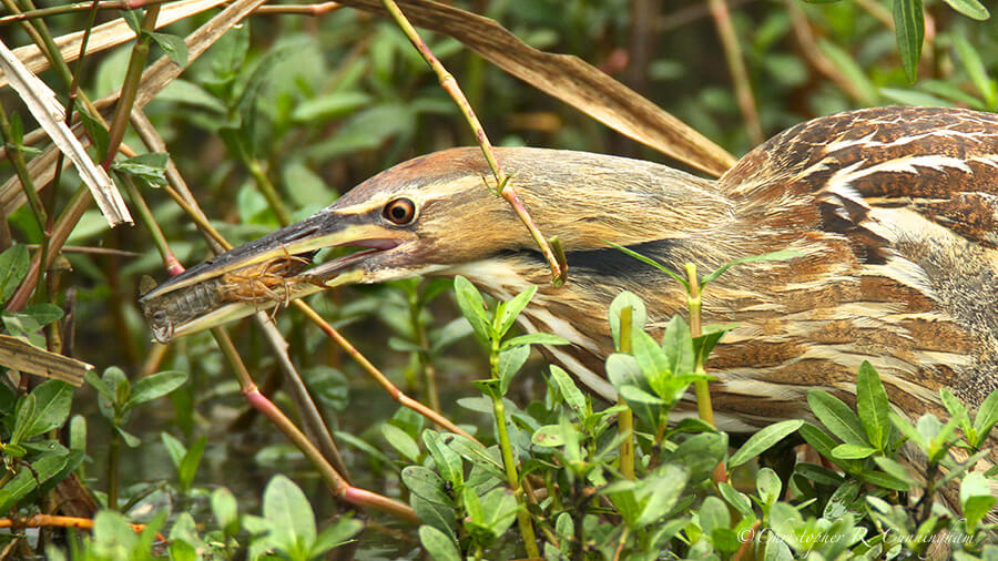 American Bittern with Unidentified Crawfish, Pilant Lake, Brazos Bend State Park, Texas