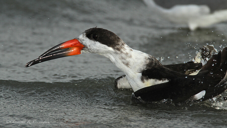 Bathing Black Skimmer, Hans and Pat Suter City Wildlife Park, Corpus Christi, Texas