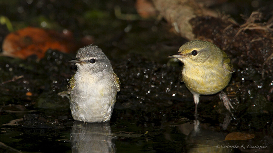 Bathing Tennessee Warblers, Lafitte's Cove, Galveston Island, Texas