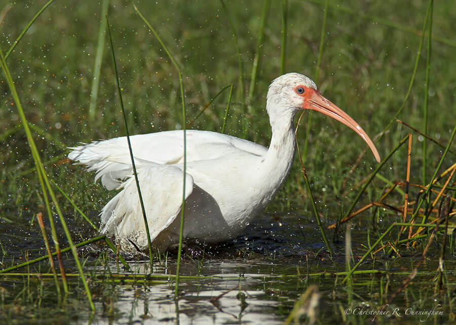 Bathing White Ibis, Paradise Pond, Mustang Island, Port Aransas, Texas